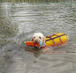 Chuckit Amphibious Bumper S