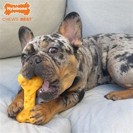 Nylabone Dura Chew Cheese Bone M