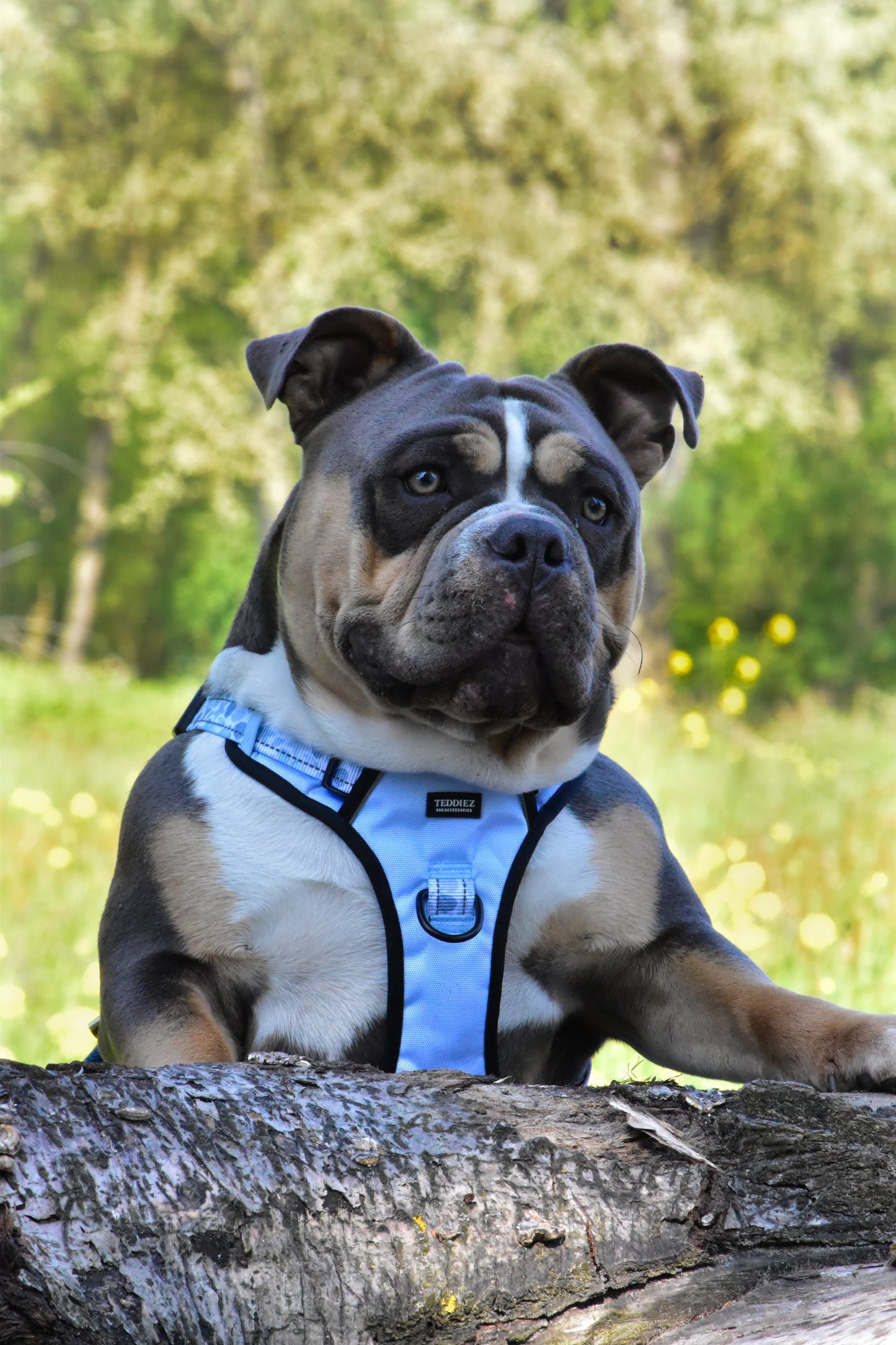 Adventure tuig - Shelly Blue
