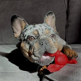 Nylabone Extreme Chew Lobster Filet Mignonsmaak S