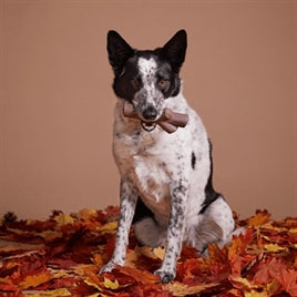 Bark Fall Fetch Stick Tak Super Chewer